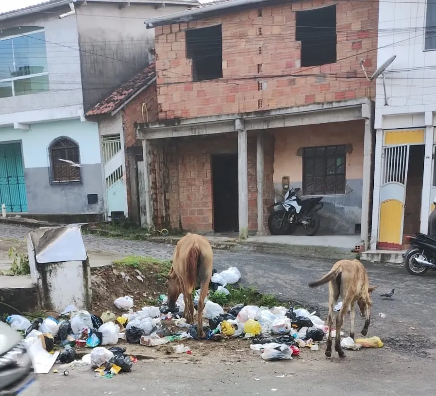 Animais soltos nas ruas de Santo Amaro são alvo de reclamações 