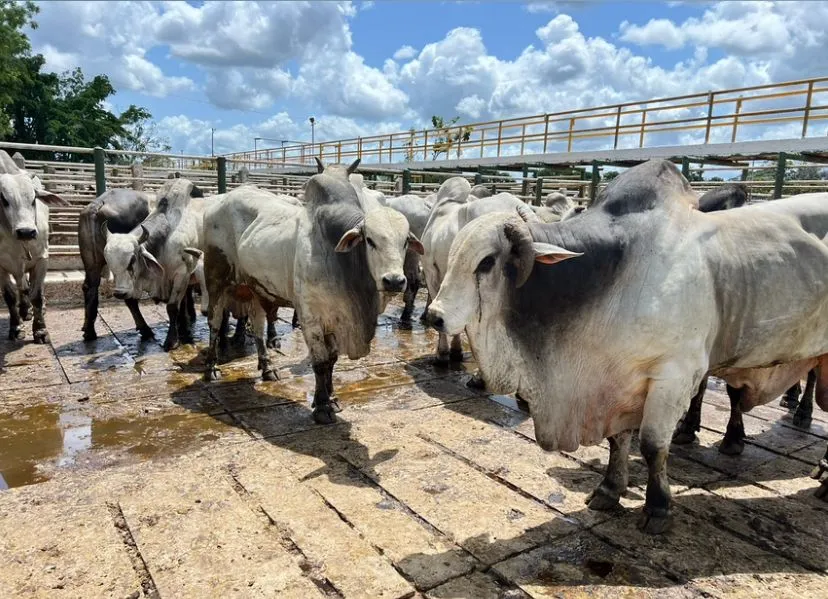 Brasil é reconhecido como livre de aftosa sem vacinação — Cooperfeira destaca avanço histórico para a pecuária