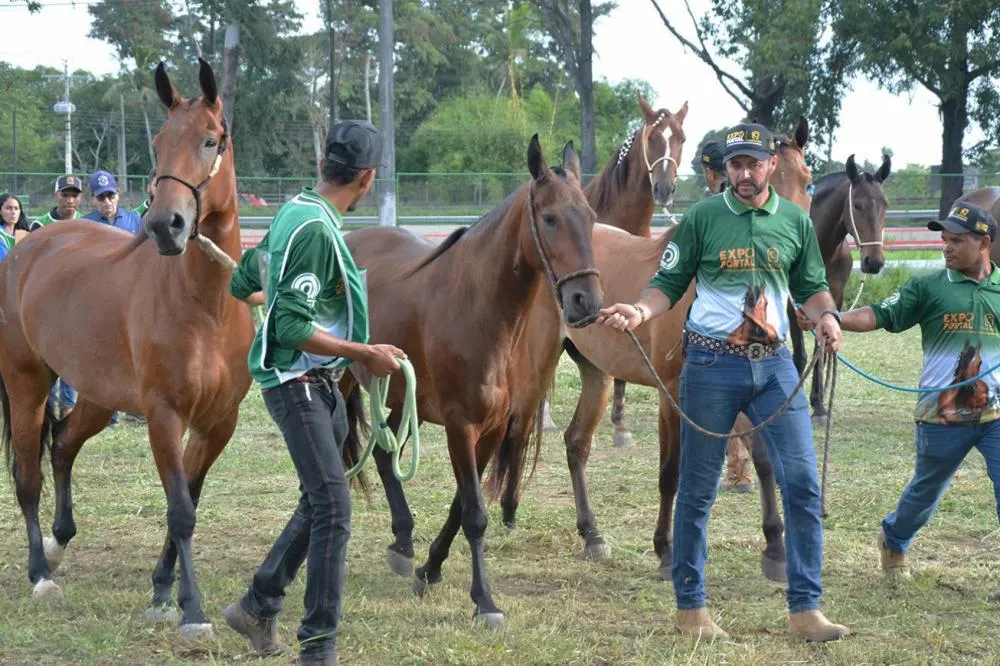 Primeiros animais começam a chegar para a Expo Portal 2025; abertura oficial nesta 5ª