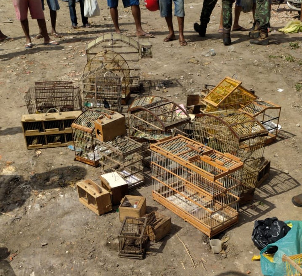 Doze pessoas são detidas com 159 animais silvestres após ação policial na Av João Durval