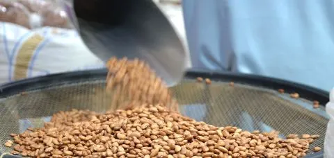 Safra recorde de grãos na Bahia terá milho mais barato e feijão mais caro