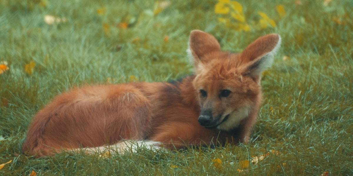 Nota de R$ 200 com lobo-guará entra em circulação nesta quarta-feira (2) no Brasil