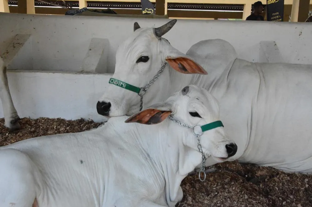Expofeira chega à reta final com clima de saudade e balanço positivo