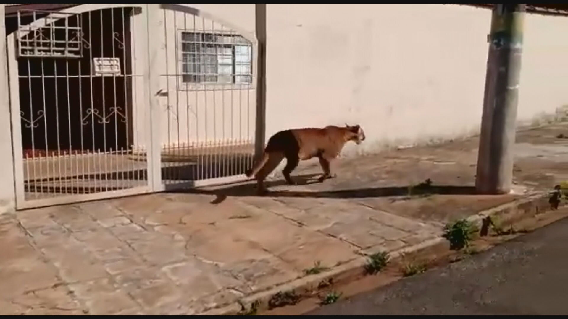 Onça passeia pelas ruas de cidade do interior de SP e assusta moradores; assista
