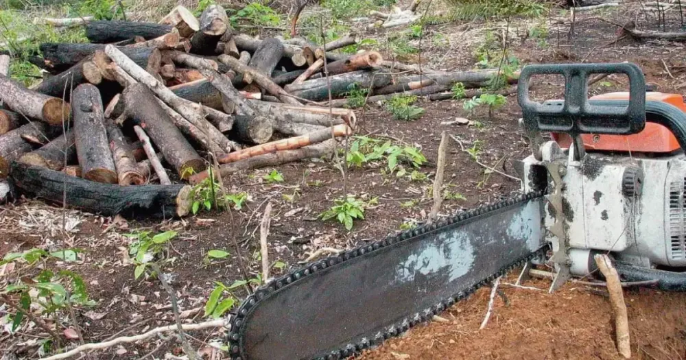 Bahia registra mais de 5.600 casos e crimes ambientais são presentes em 94,7% dos municípios entre 2022 e 2025