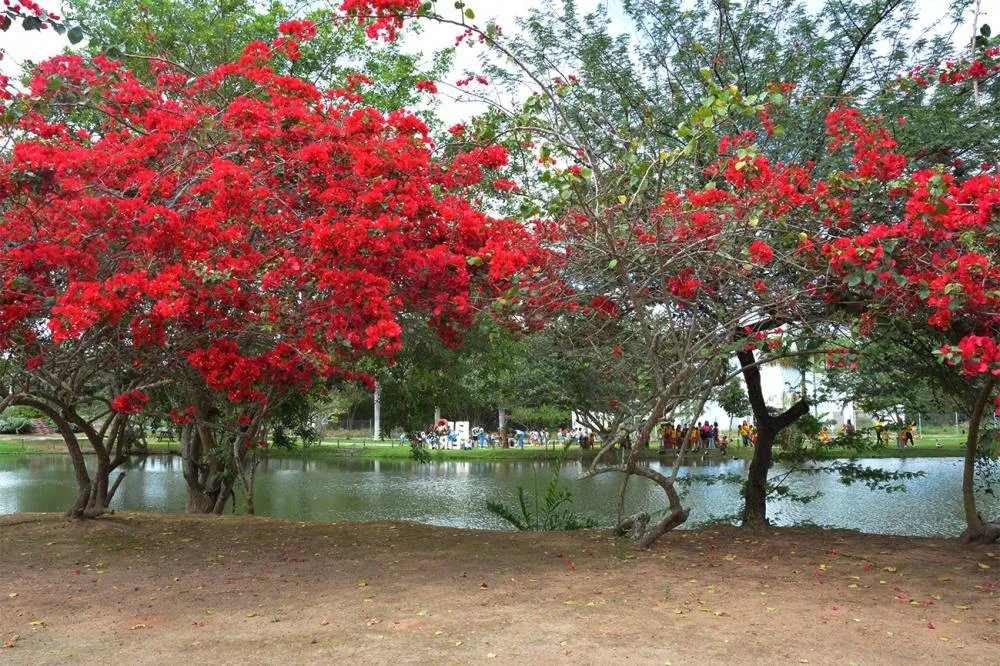 A Chegada da Primavera