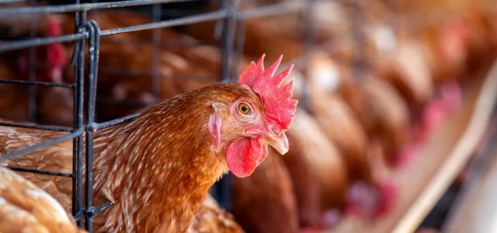 Foto: Divulgação/Freepik