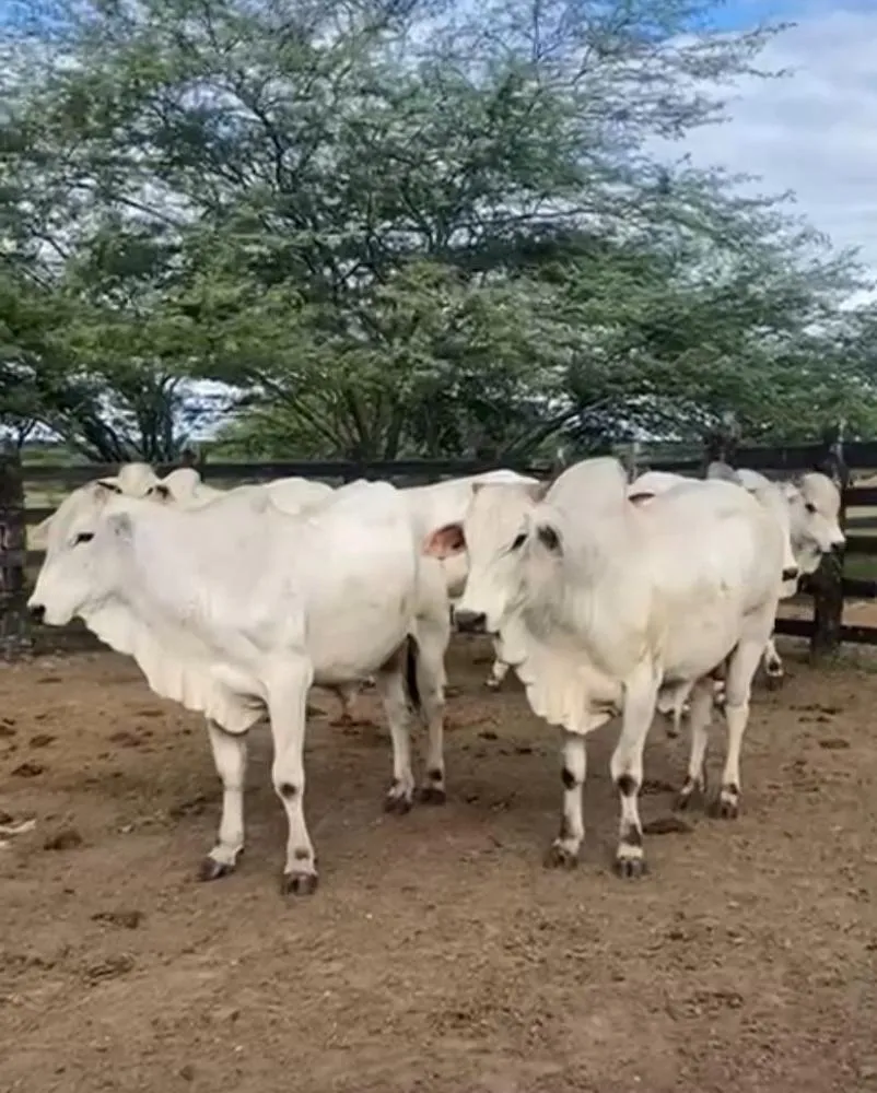 Foto: Assessoria de Comunicação – Cooperfeira