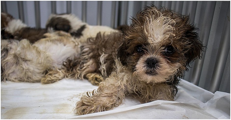 Mais da metade dos shih tzu resgatados pela PRF não resistiram aos maus-tratos