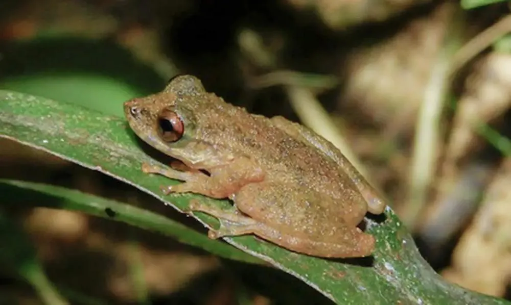 © ZOOTAXA/Divulgação