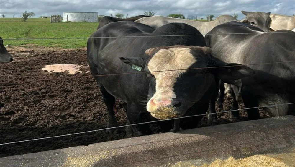 Arroba do boi gordo chega a R$ 345 na região de Feira de Santana e fecha março em alta