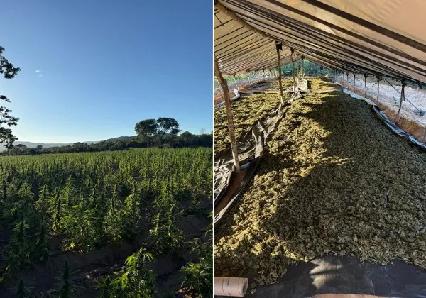 Polícia da Bahia erradicou 1 milhão de pés de maconha em 2026