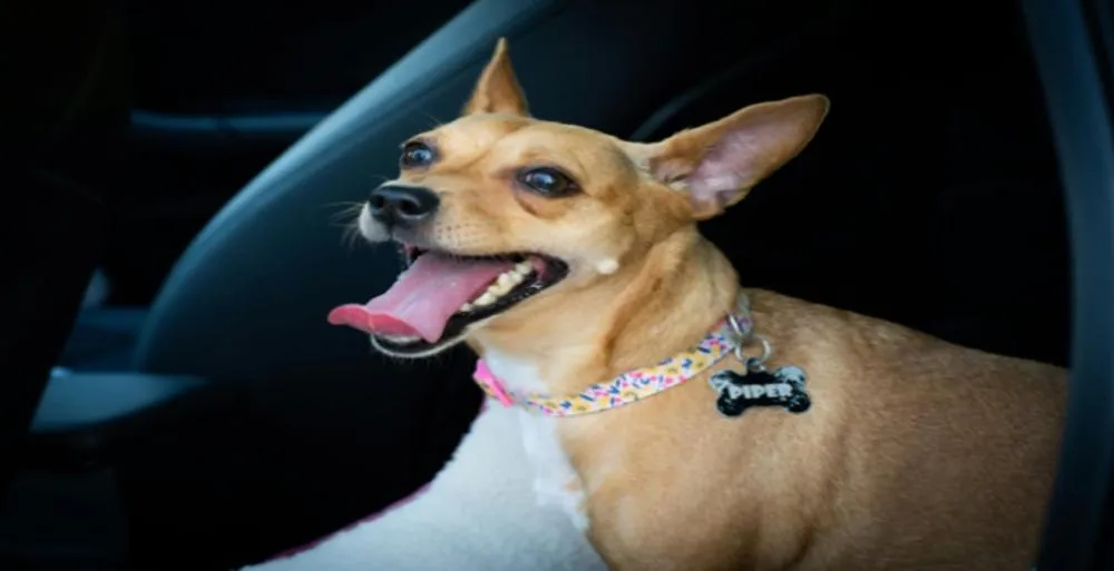 Projeto prevê multa de até R$ 100 mil por maus-tratos a animais