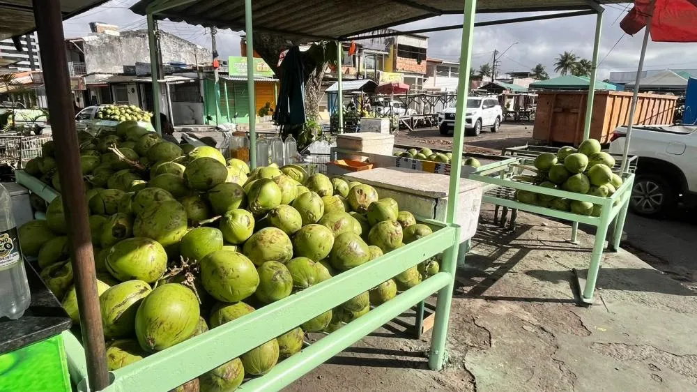 Água de coco ganha espaço além do verão e especialistas orientam sobre consumo seguro e benefícios à saúde
