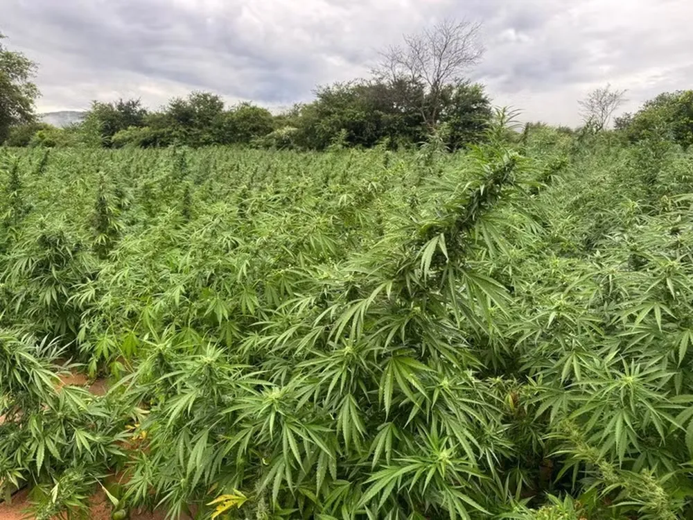 PF bloqueia até R$ 50 milhões em operação contra grupo suspeito de tráfico de maconha na Bahia — Foto: Polícia Federal