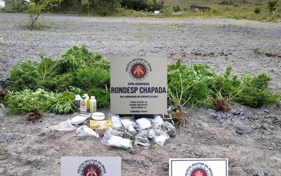 Roça de maconha é achada na Chapa Diamantina; três homens são presos