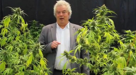 Candidato a vereador no Rio de Janeiro grava vídeo eleitoral em plantação de maconha; assista