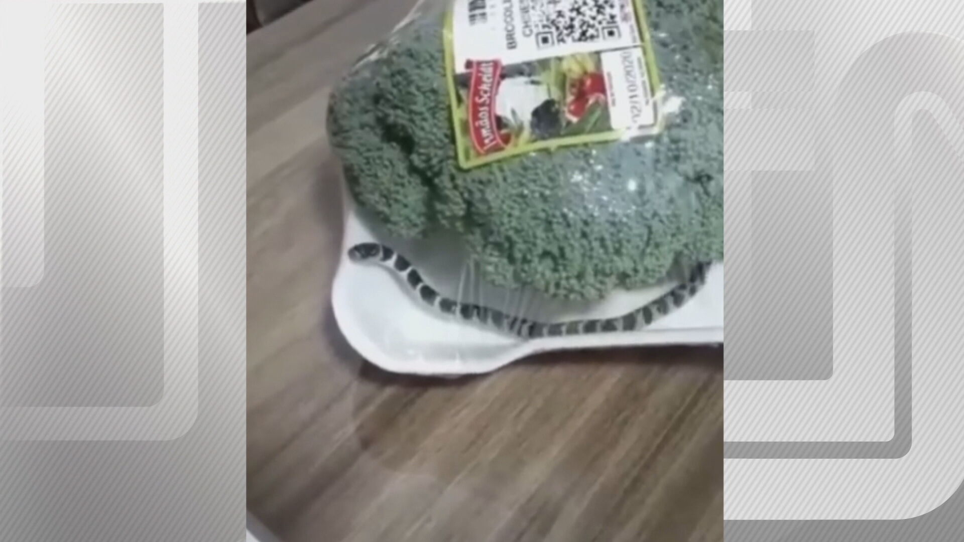 Mulher encontra cobra em pacote de brócolis em Santa Catarina; veja