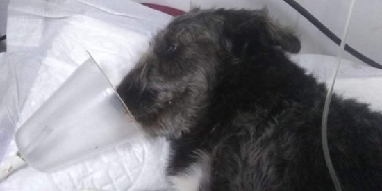 Cão salva criança de 12 anos de picada de cobra jararaca e acaba internado