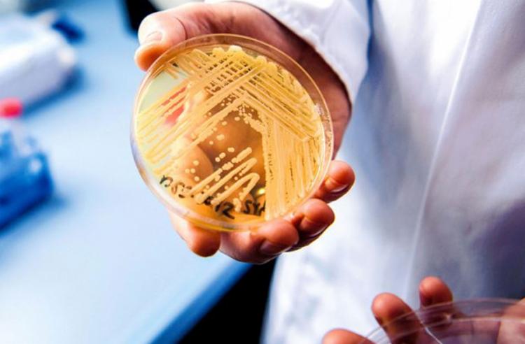 Superfungo identificado em Salvador mata 39% dos contaminados, aponta pesquisa