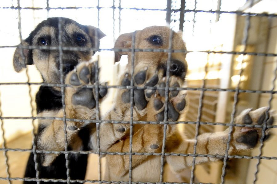 Leis de proteção aos direitos dos animais aprovadas pela CMFS aguardam ser sancionadas