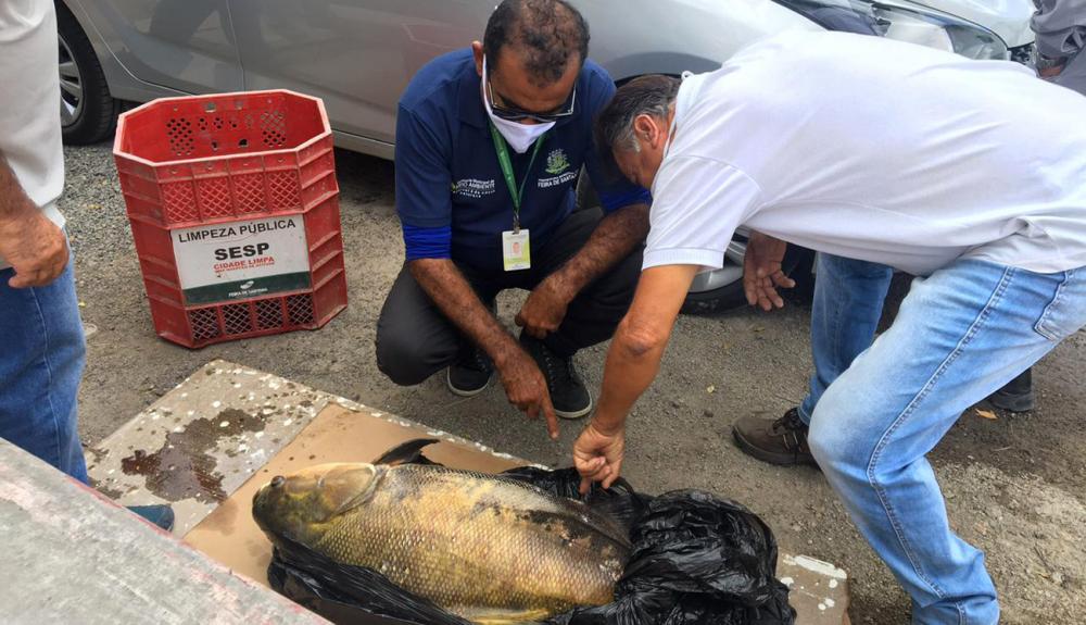 Secretaria investiga morte de peixes no Parque da Lagoa, em Feira