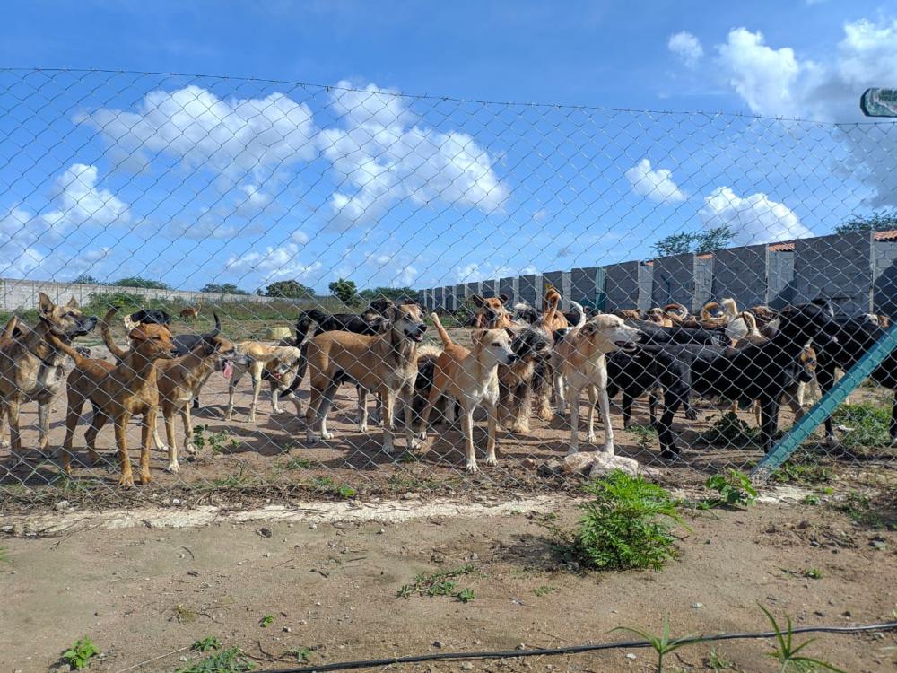 Associação Protetora de Animais já abriga mais de 300 cães e gatos das ruas de Feira