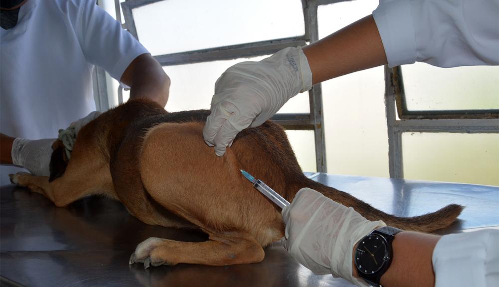 Vacinação contra raiva em animais ocorre de segunda a sexta no CCZ