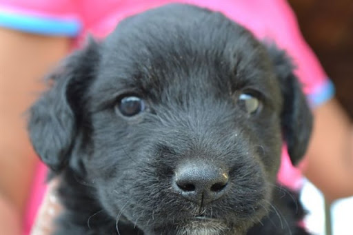 Cães e gatos estão à espera de adoção no Centro de Controle de Zoonoses