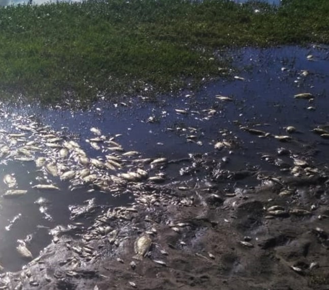 Chuvas e poluição provocam mortes de peixes na Lagoa Grande