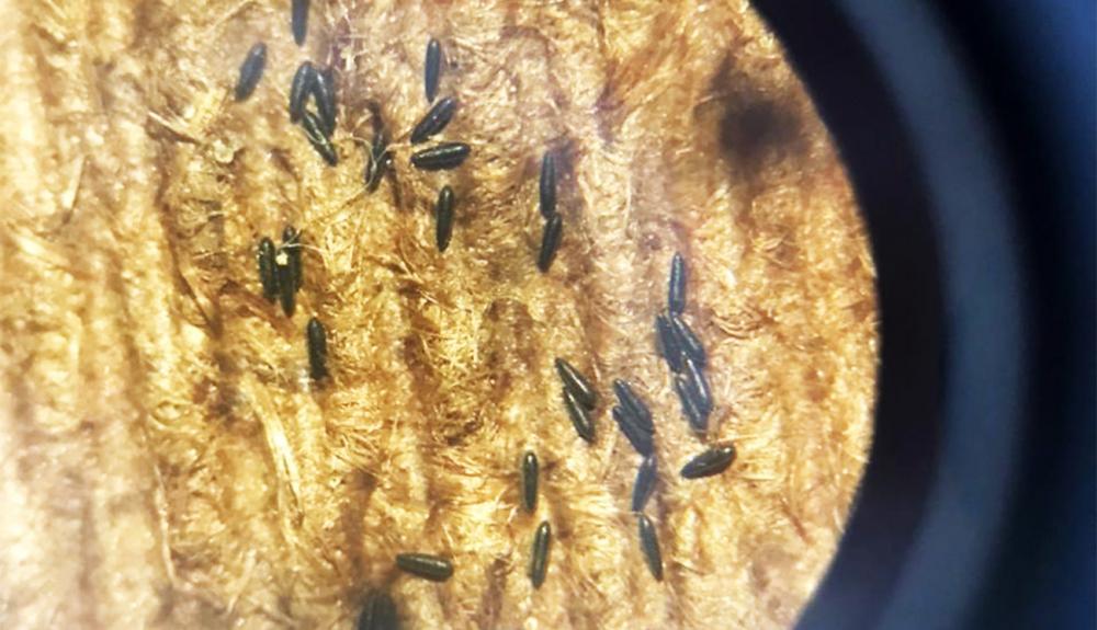 Feira é uma das três cidades da Bahia que participa de pesquisa sobre o Aedes Aegypti