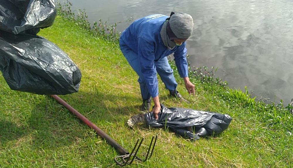 Prefeitura recolhe 1.686 animais mortos em menos de quatro meses