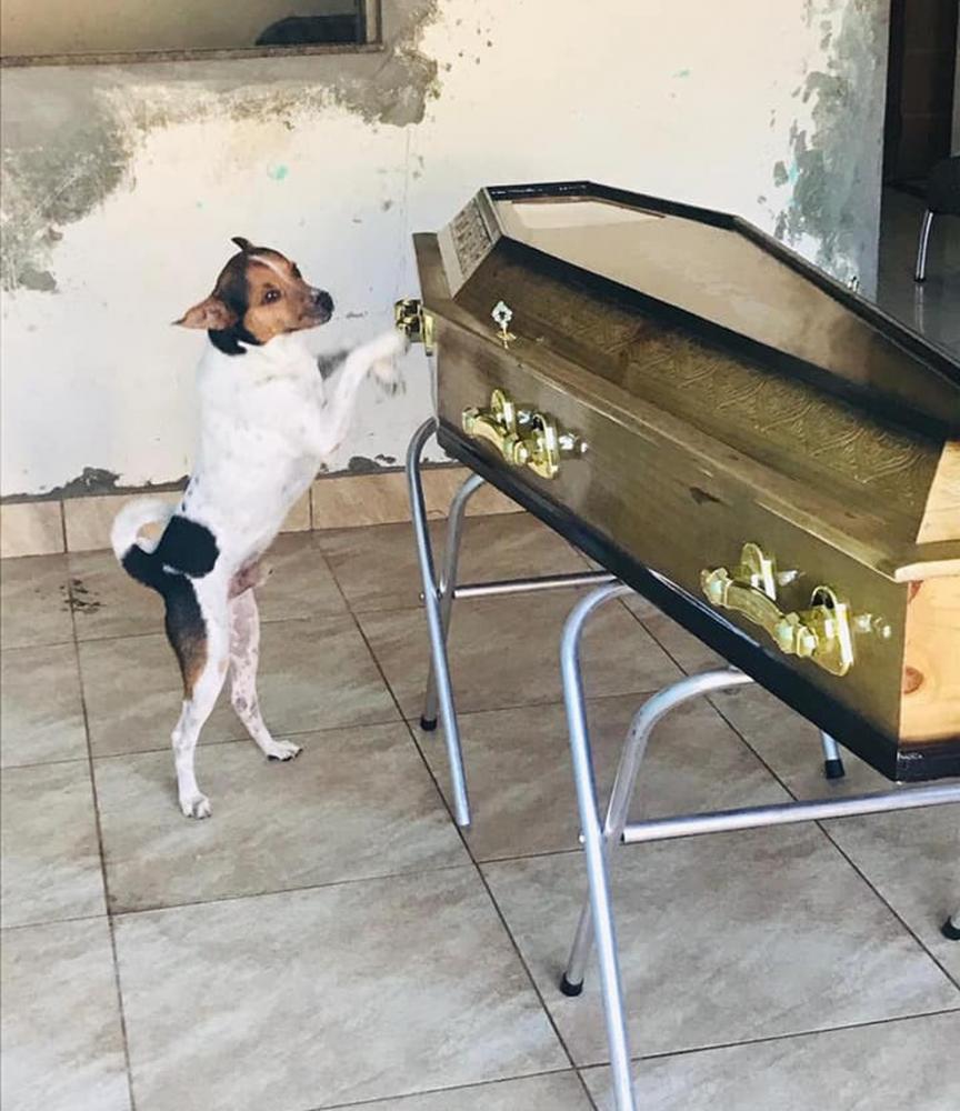 Cachorro chora e acompanha velório da dona ao lado do caixão em Camaçari