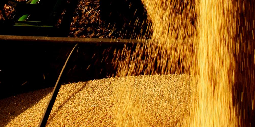 Safra 2021 de grãos deve crescer 4,1% na Bahia, diz IBGE