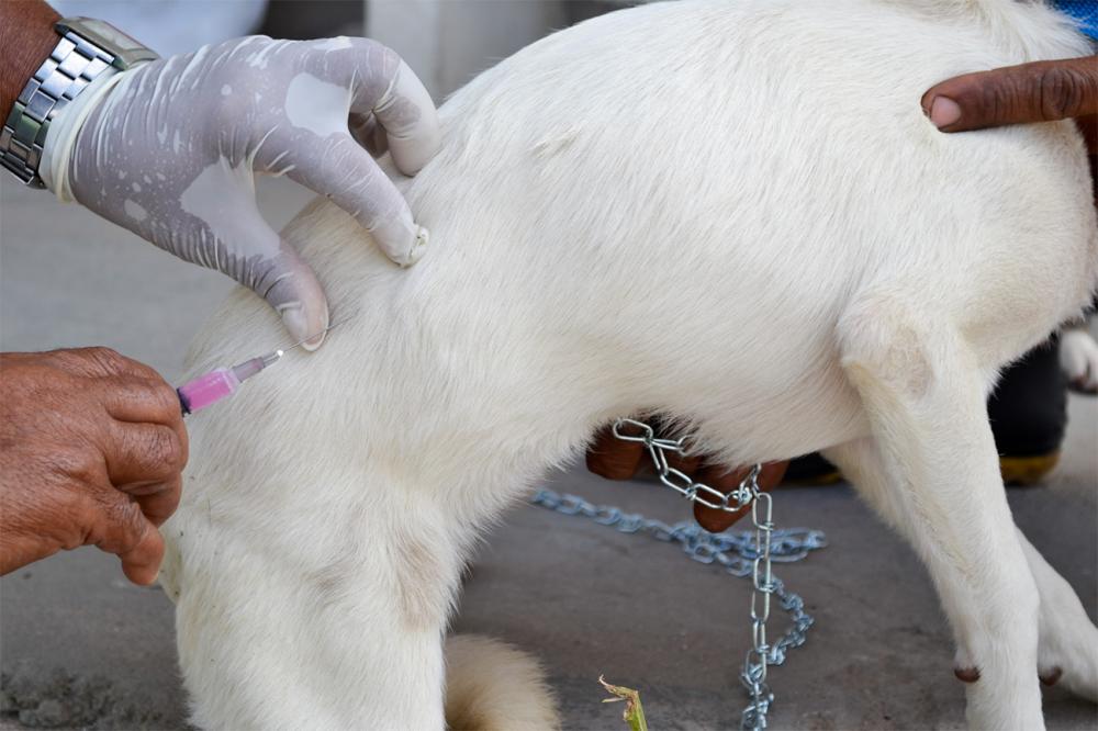 Centro de Zoonoses inicia vacinação contra a raiva animal