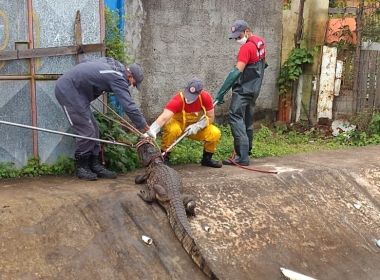 Bombeiros capturam jacaré em canal pluvial na Santa Mônica II