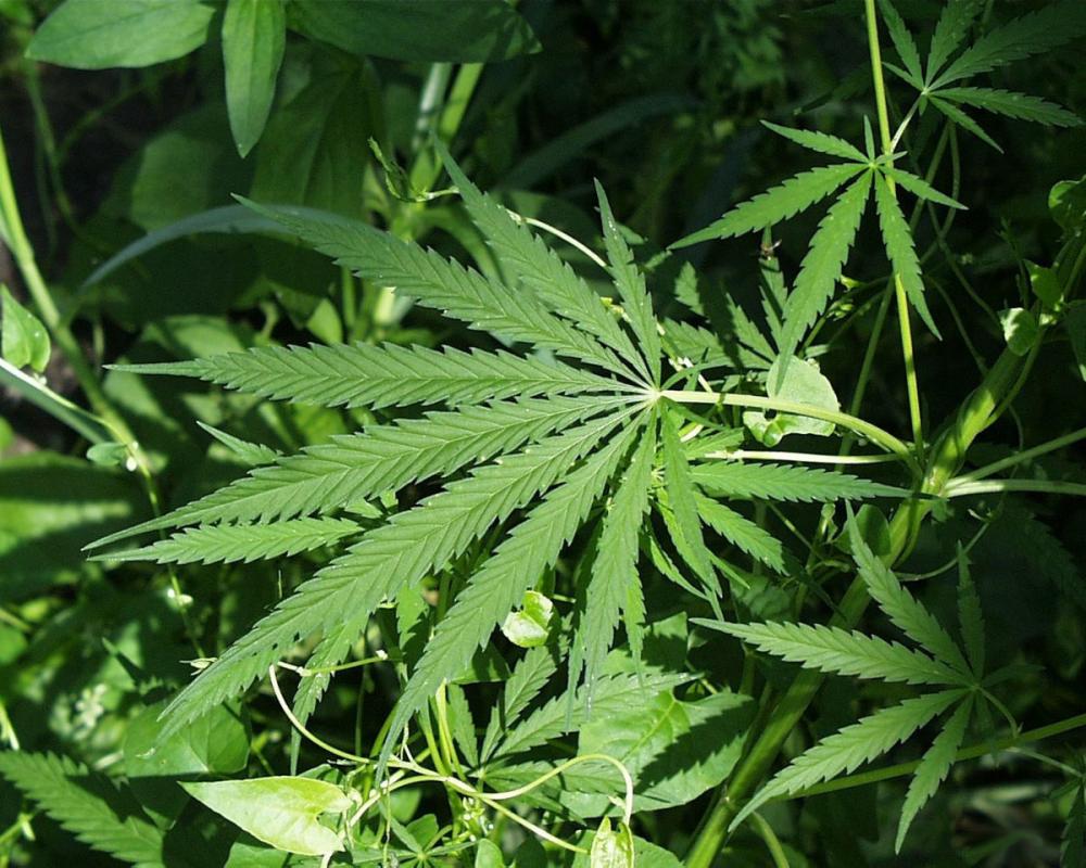 Cannabis: farmacêutica explica aplicação medicinal do princípio ativo da erva