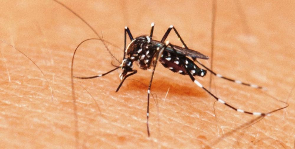 Cai índice de notificação de doenças transmitidas pelo mosquito Aedes aegypti em Feira