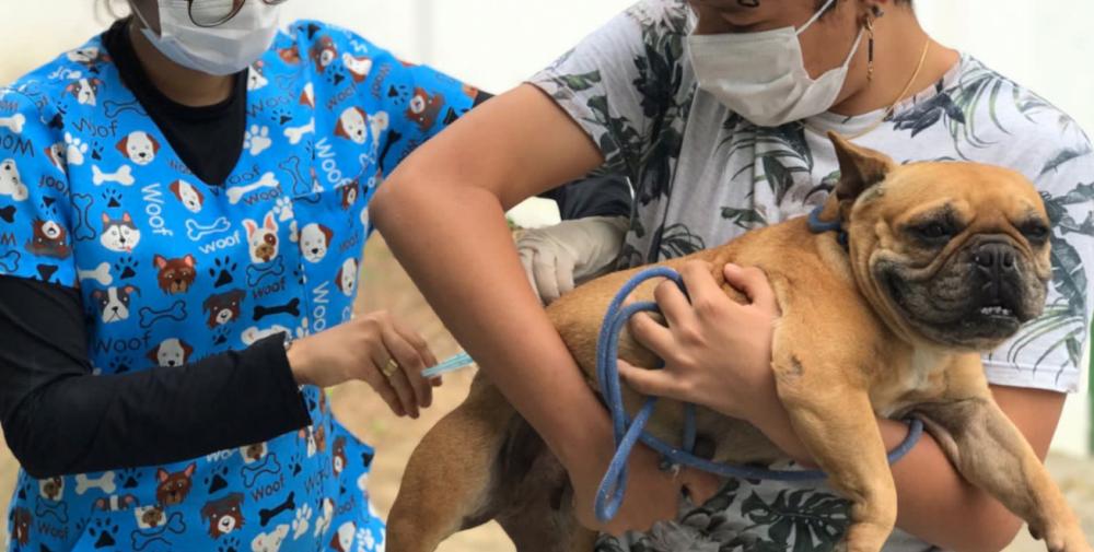 Cães e gatos poderão ser vacinados contra a raiva neste sábado