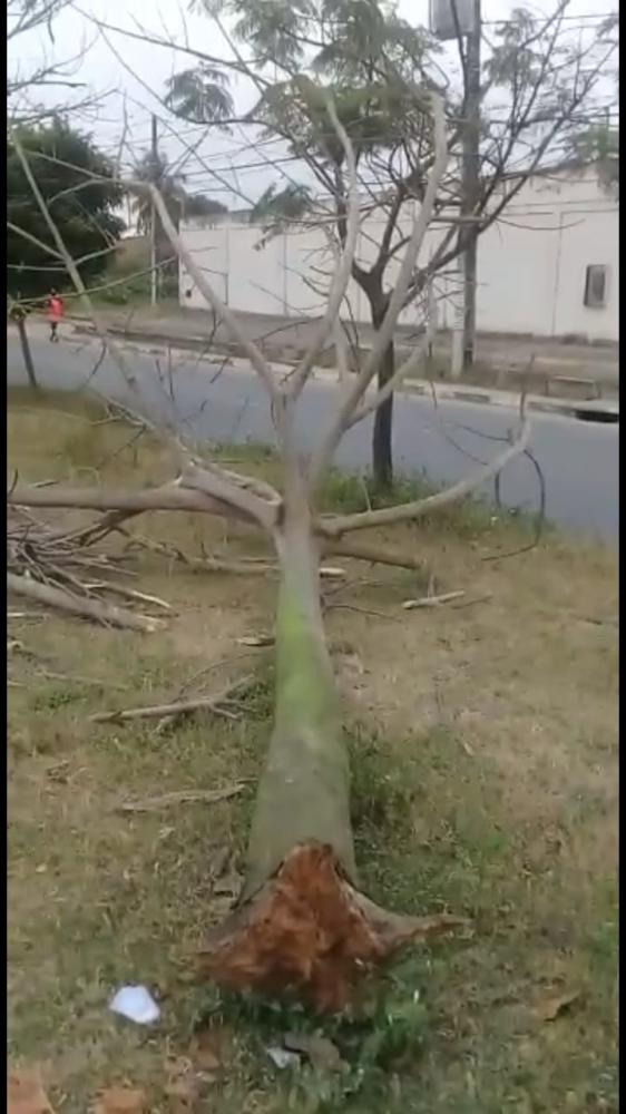 Mulher vítima de queda de árvore na Av. Ayrton Senna consegue realizar cirurgia