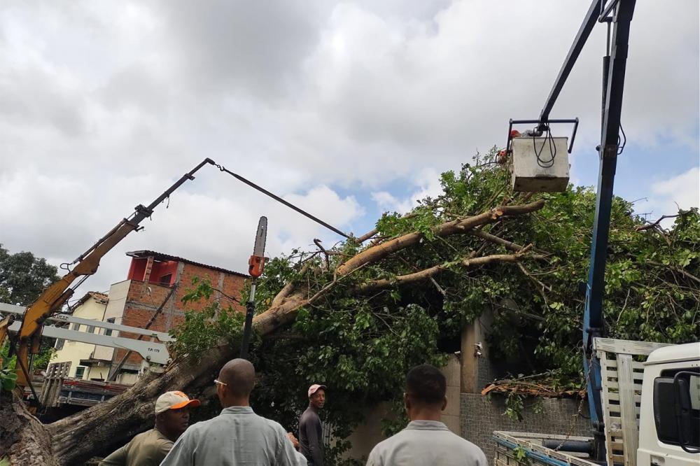 Árvore que caiu sobre imóveis estava em perfeito estado, diz Prefeitura 