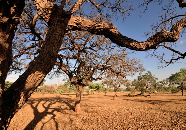 Governo reconhece situação de emergência climática em mais 3 municípios baianos