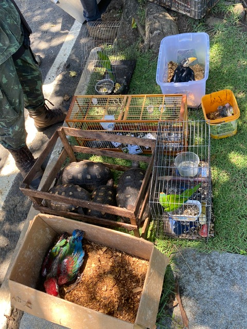 Coppa prende homem por tráfico arara em extinção