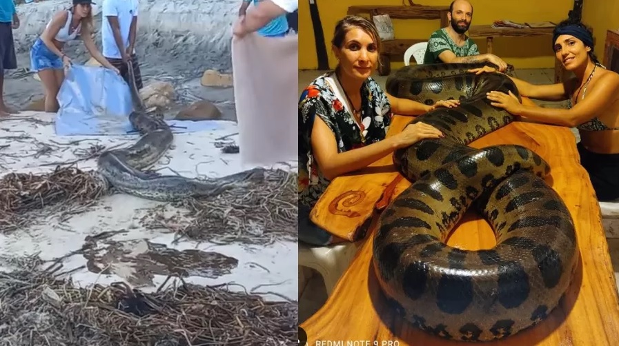 Sucuri de quase de 7 metros é resgatada em praia na Bahia