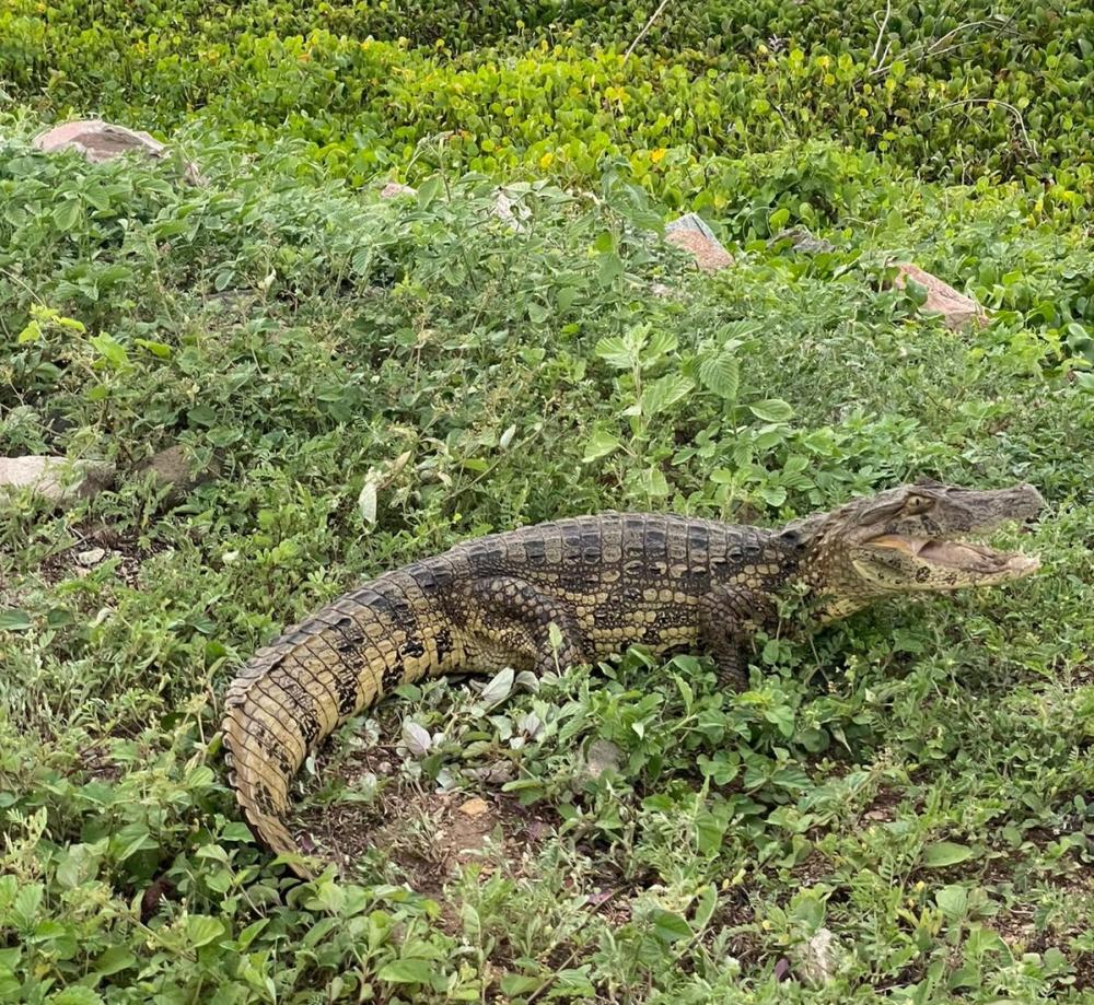 Jacaré encontrado em um quintal é resgatado pelo 15º GBM