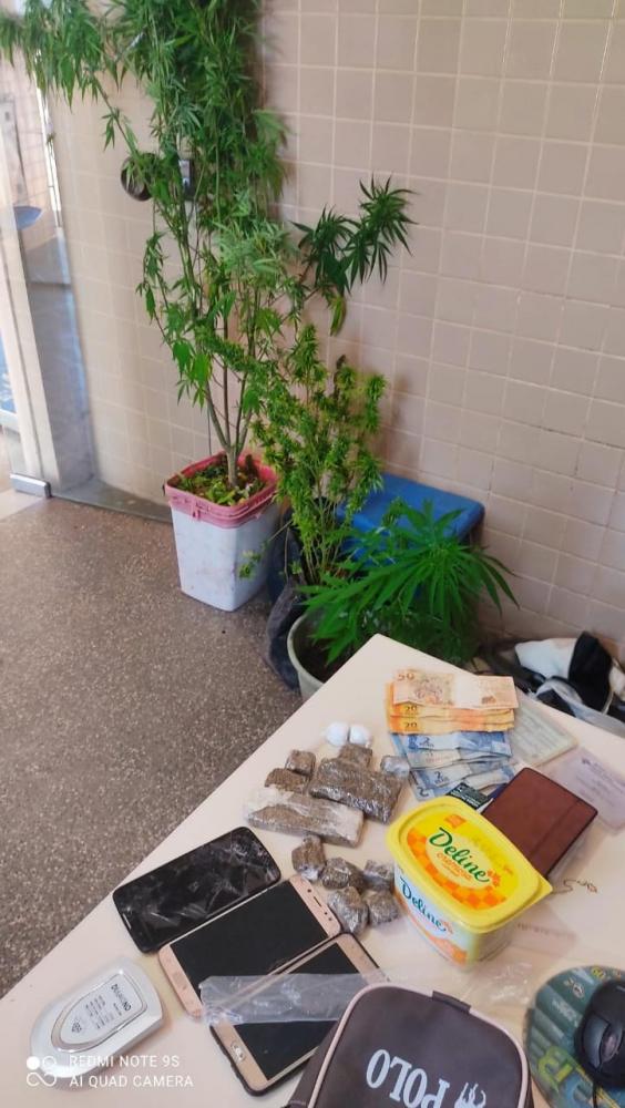 42ª CIPM descobre pés de maconha em quintal de casa