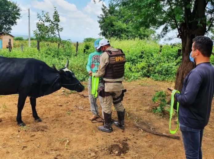 Projeto leva sinalização para animais em rodovias baianas